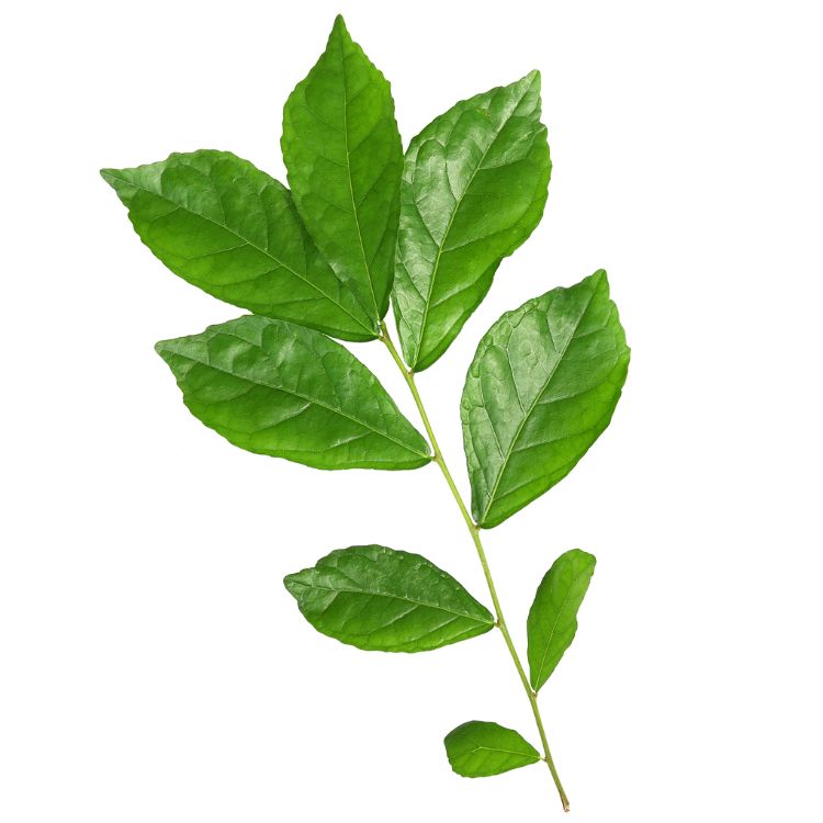 arbre a the