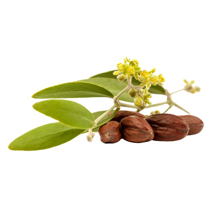 huile de jojoba
